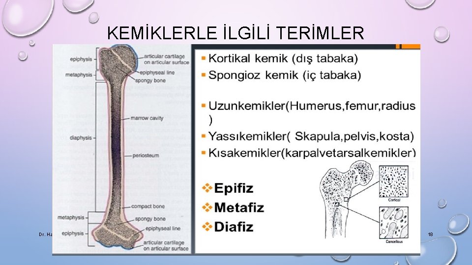 KEMİKLERLE İLGİLİ TERİMLER Dr. Hamza Sucuoğlu 27/09/2018 18 