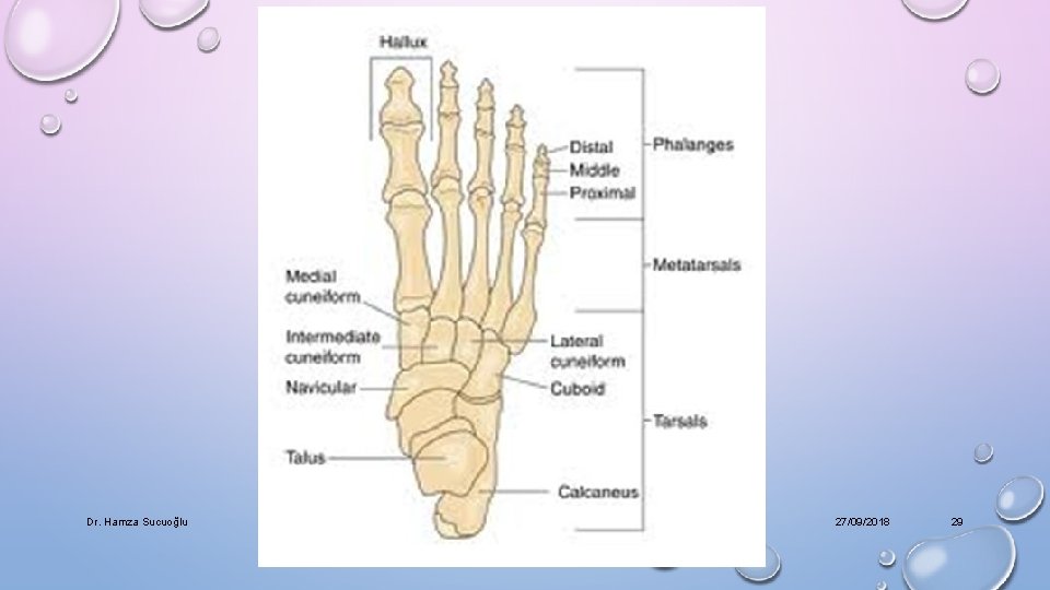 Dr. Hamza Sucuoğlu 27/09/2018 29 