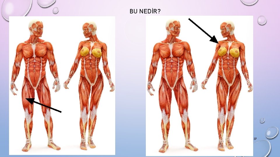 BU NEDİR? Dr. Hamza Sucuoğlu 27/09/2018 37 