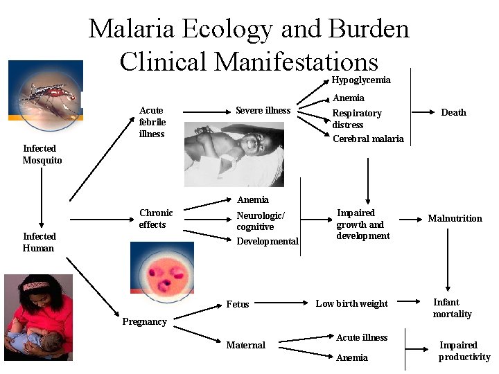 Malaria Ecology and Burden Clinical Manifestations Hypoglycemia Anemia Acute febrile illness Severe illness Infected