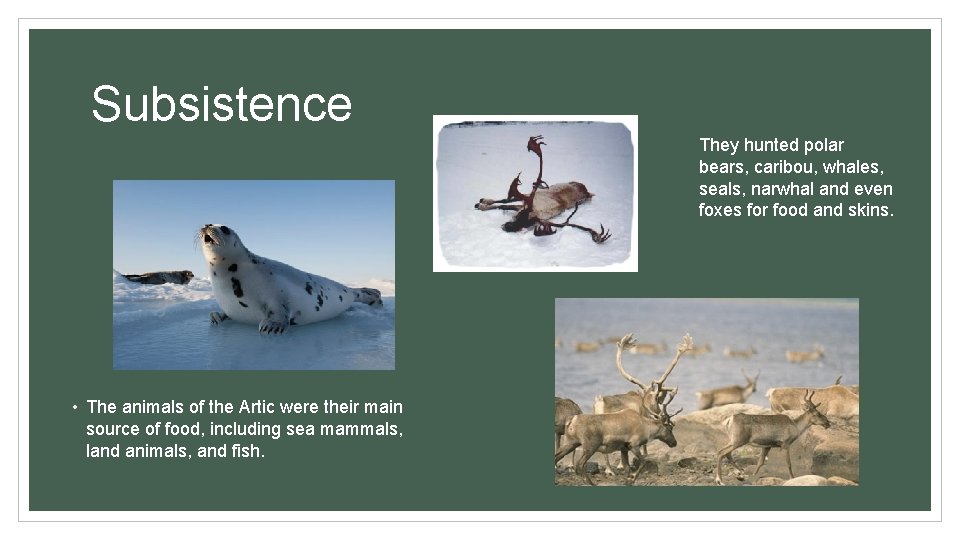 Subsistence They hunted polar bears, caribou, whales, seals, narwhal and even foxes for food