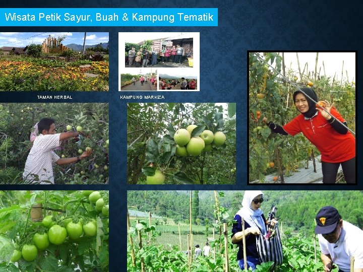 Wisata Petik Sayur, Buah & Kampung Tematik TAMAN HERBAL KAMPUNG MARKIZA 