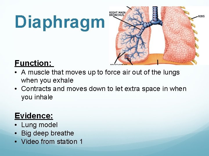 Diaphragm Function: • A muscle that moves up to force air out of the