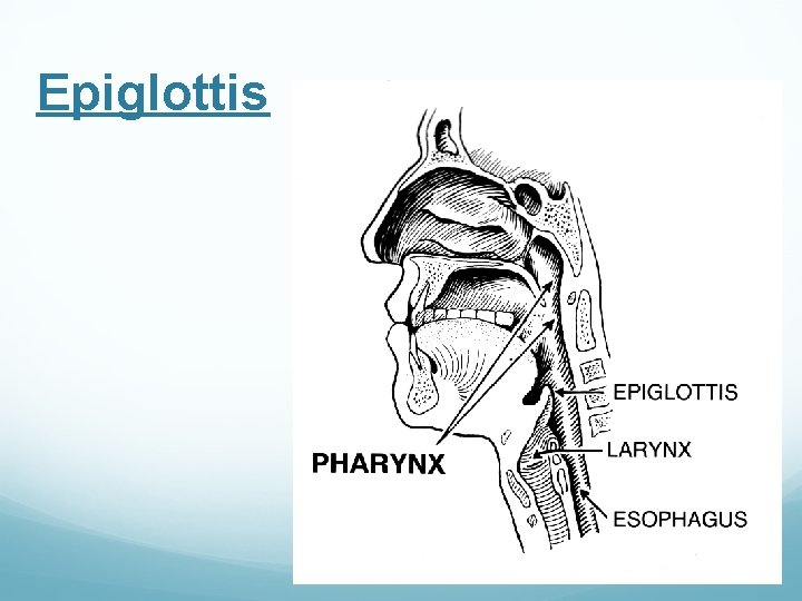 Epiglottis 