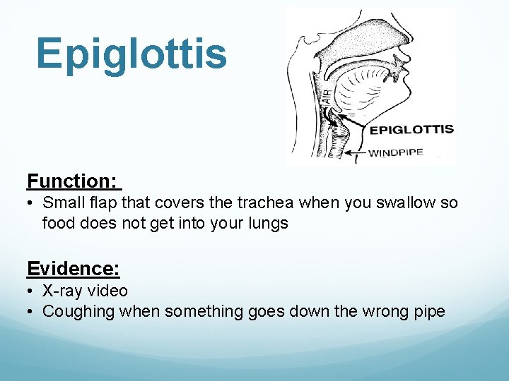 Epiglottis Function: • Small flap that covers the trachea when you swallow so food