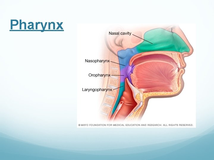 Pharynx 