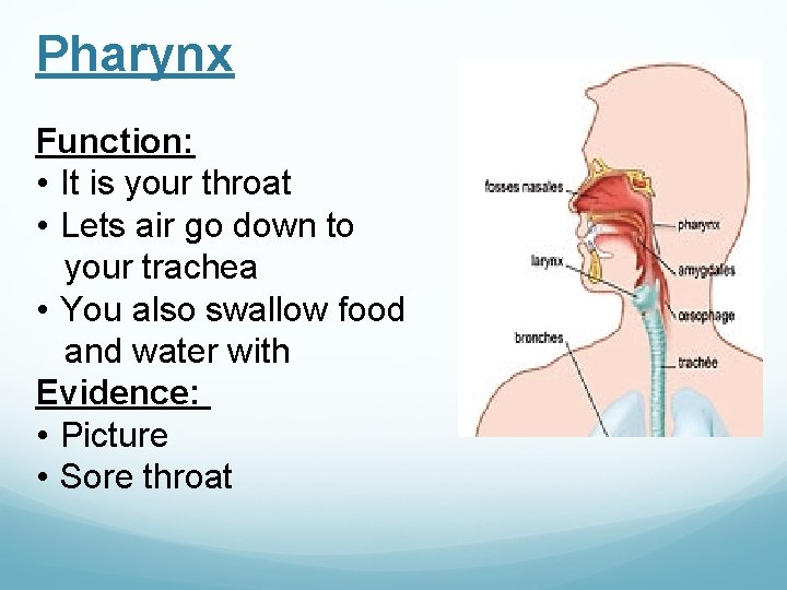 Pharynx Function: • It is your throat • Lets air go down to your