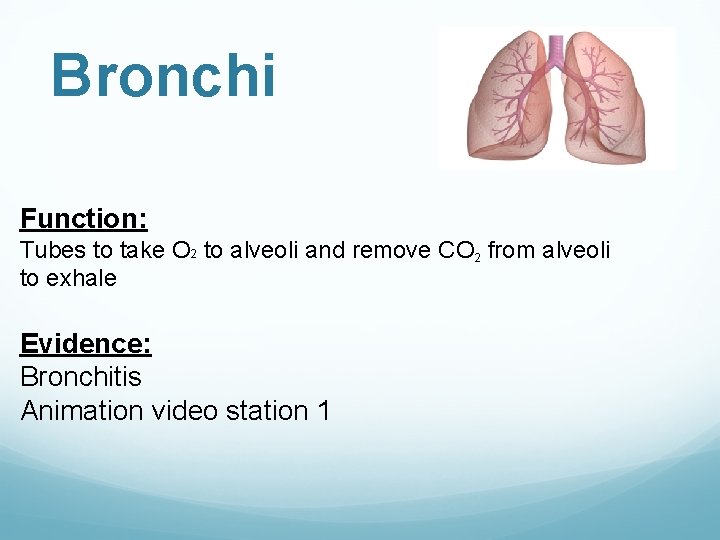 Bronchi Function: Tubes to take O 2 to alveoli and remove CO 2 from