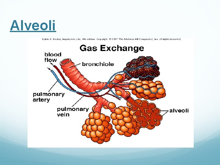 Alveoli 