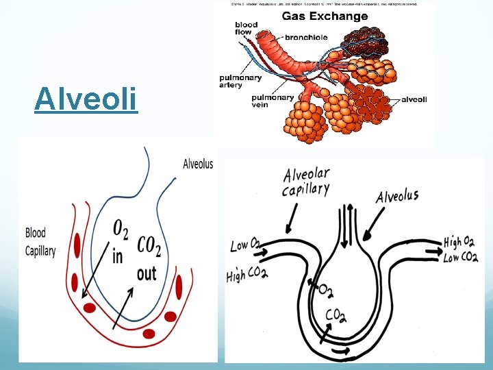 Alveoli 