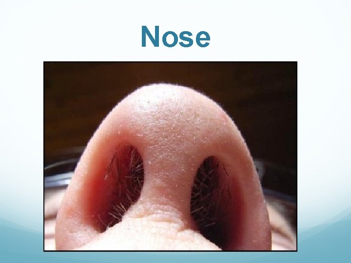 Nose 