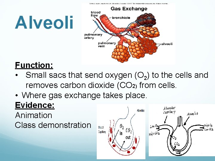 Alveoli Function: • Small sacs that send oxygen (O 2) to the cells and