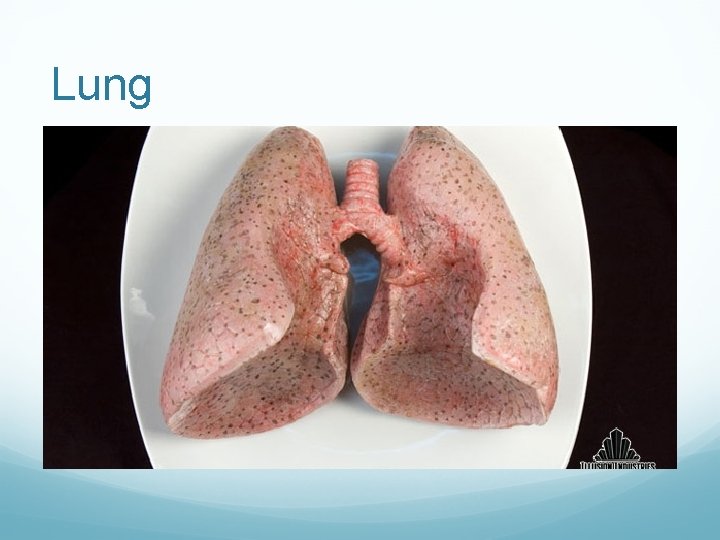 Lung 