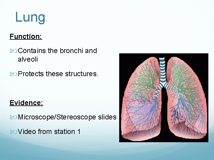 Lung Function: Contains the bronchi and alveoli Protects these structures. Evidence: Microscope/Stereoscope slides Video