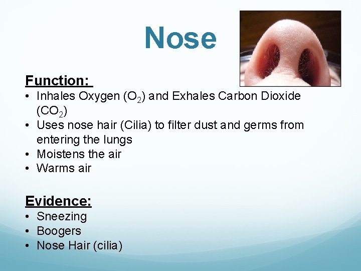 Nose Function: • Inhales Oxygen (O 2) and Exhales Carbon Dioxide (CO 2) •