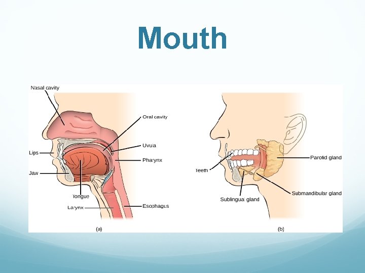 Mouth 