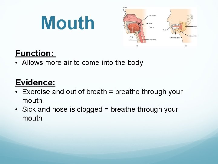 Mouth Function: • Allows more air to come into the body Evidence: • Exercise