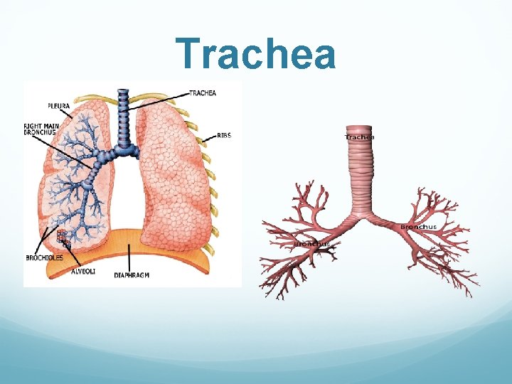 Trachea 