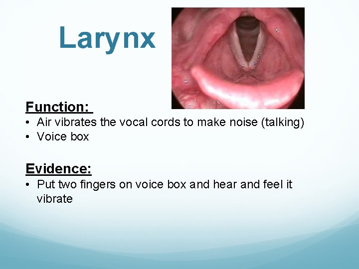 Larynx Function: • Air vibrates the vocal cords to make noise (talking) • Voice