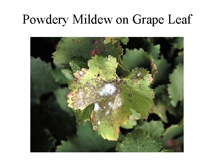 Powdery Mildew on Grape Leaf 