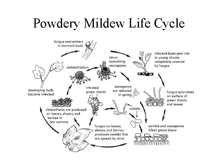 Powdery Mildew Life Cycle 