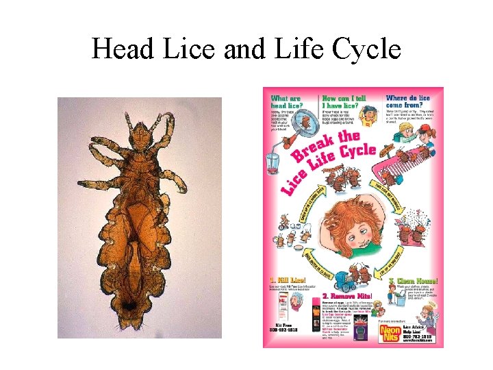 Head Lice and Life Cycle 