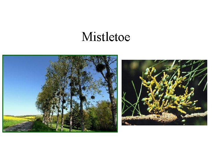 Mistletoe 