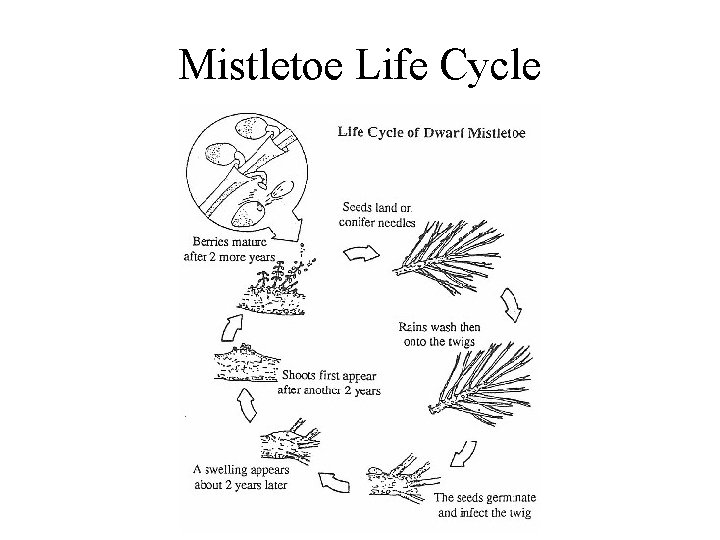 Mistletoe Life Cycle 