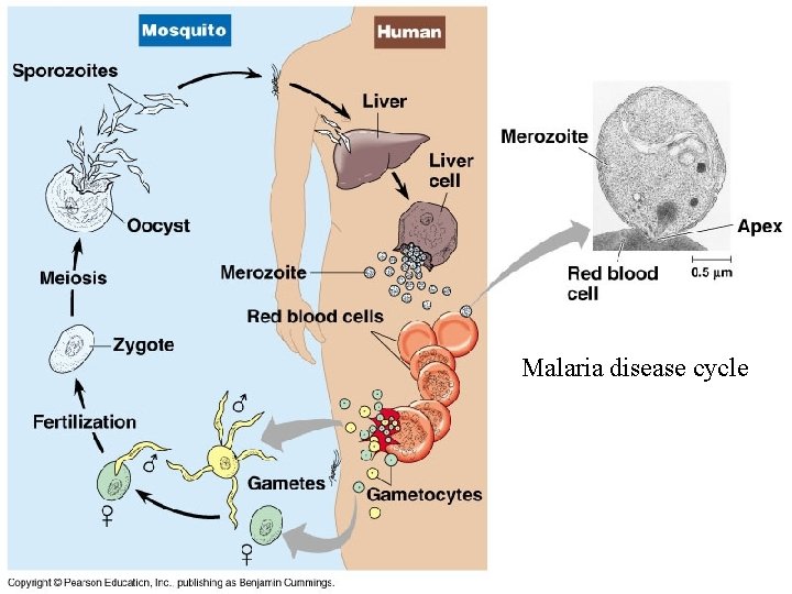 Malaria disease cycle 