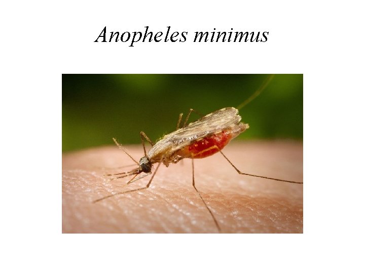 Anopheles minimus 