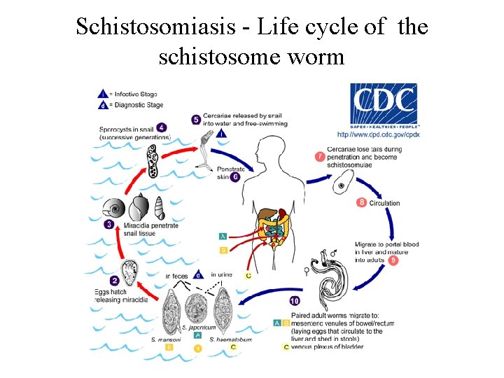 Schistosomiasis - Life cycle of the schistosome worm 