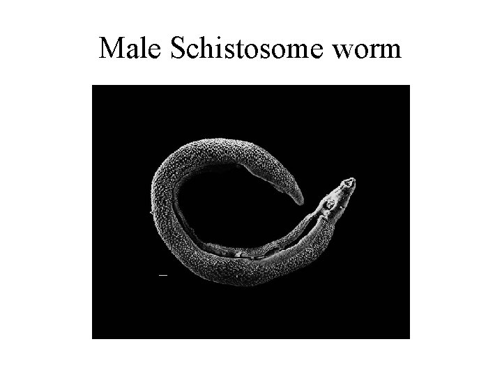 Male Schistosome worm 