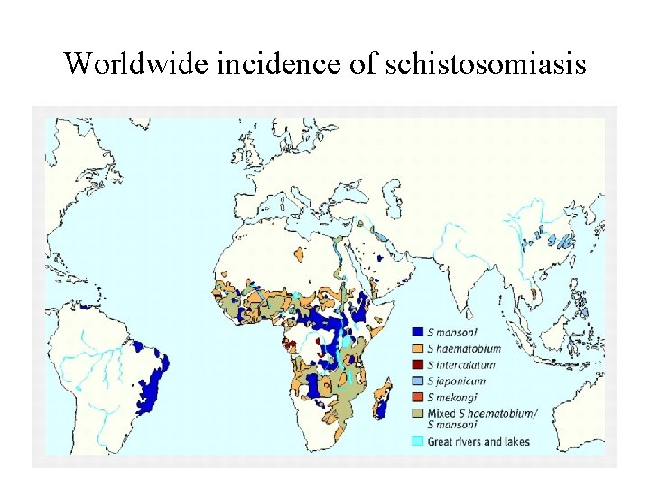 Worldwide incidence of schistosomiasis 