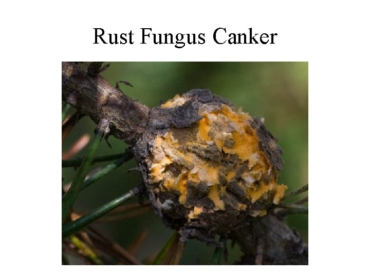 Rust Fungus Canker 