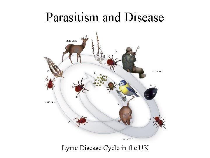 Parasitism and Disease Lyme Disease Cycle in the UK 