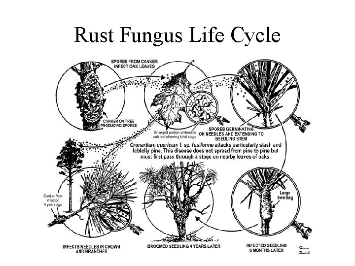 Rust Fungus Life Cycle 