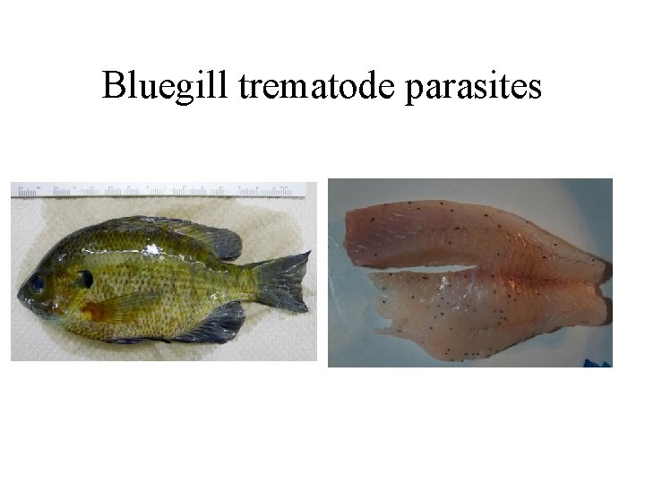 Bluegill trematode parasites 