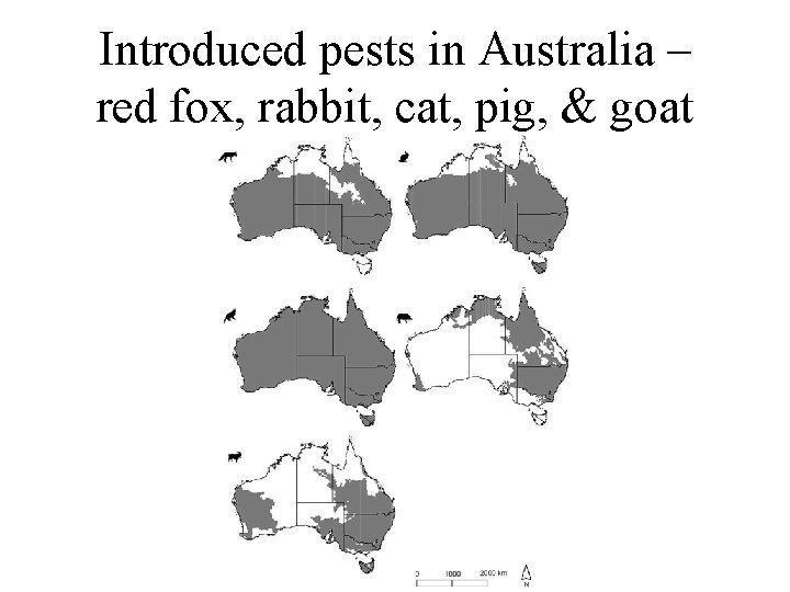 Introduced pests in Australia – red fox, rabbit, cat, pig, & goat 