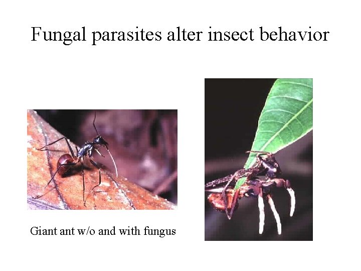 Fungal parasites alter insect behavior Giant w/o and with fungus 