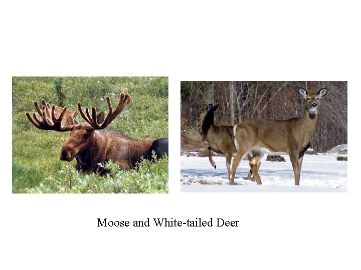 Moose and White-tailed Deer 