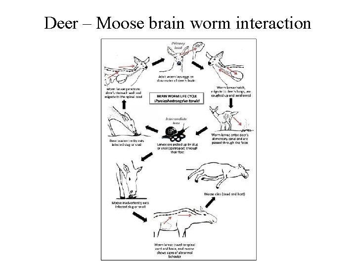 Deer – Moose brain worm interaction 