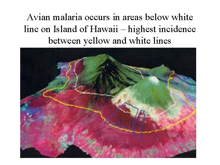 Avian malaria occurs in areas below white line on Island of Hawaii – highest