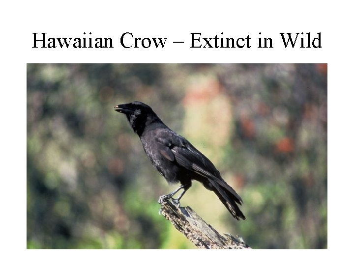 Hawaiian Crow – Extinct in Wild 