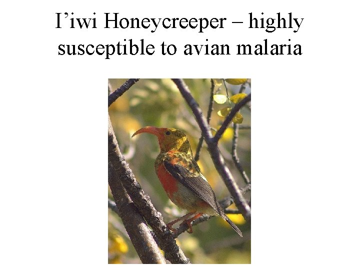 I’iwi Honeycreeper – highly susceptible to avian malaria 