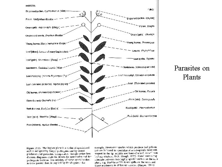 Parasites on Plants 