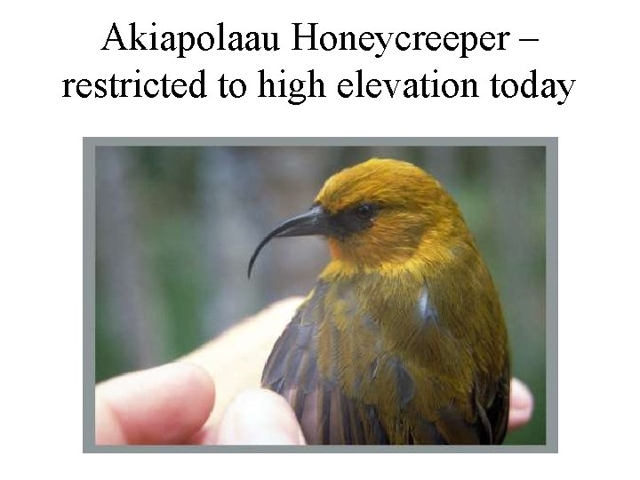 Akiapolaau Honeycreeper – restricted to high elevation today 