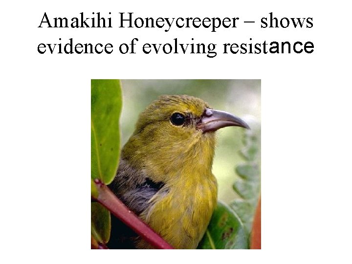 Amakihi Honeycreeper – shows evidence of evolving resistance 