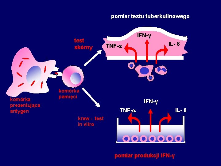 pomiar testu tuberkulinowego test skórny komórka prezentująca antygen IFN-γ IL- 8 TNF- komórka pamięci