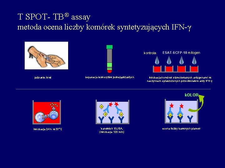 T SPOT- TB assay metoda ocena liczby komórek syntetyzujących IFN-γ kontrola pobranie krwi separacja