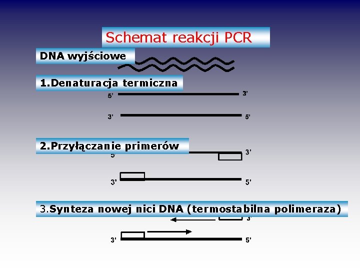 Schemat reakcji PCR DNA wyjściowe 1. Denaturacja termiczna 2. Przyłączanie primerów 3. Synteza nowej